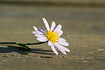 野菊花