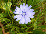 苣菊