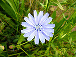 苣菊