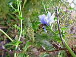 苣菊