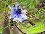 苣菊