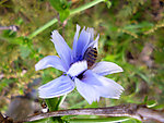 苣菊