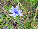 苣菊