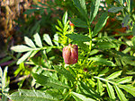 孔雀草