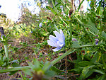 苣菊