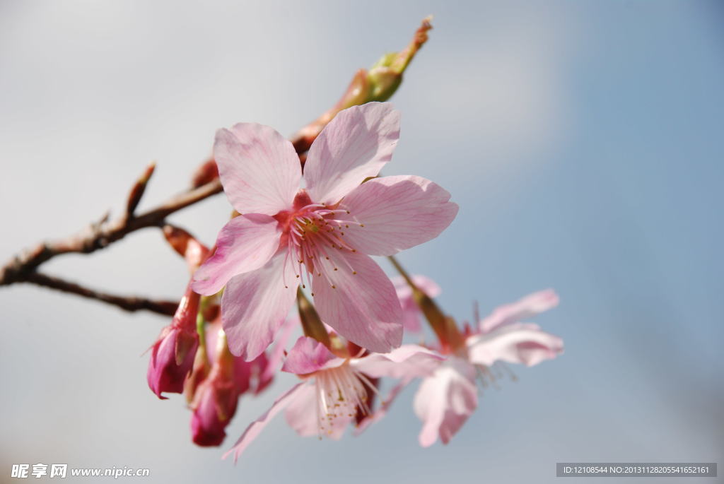 樱花