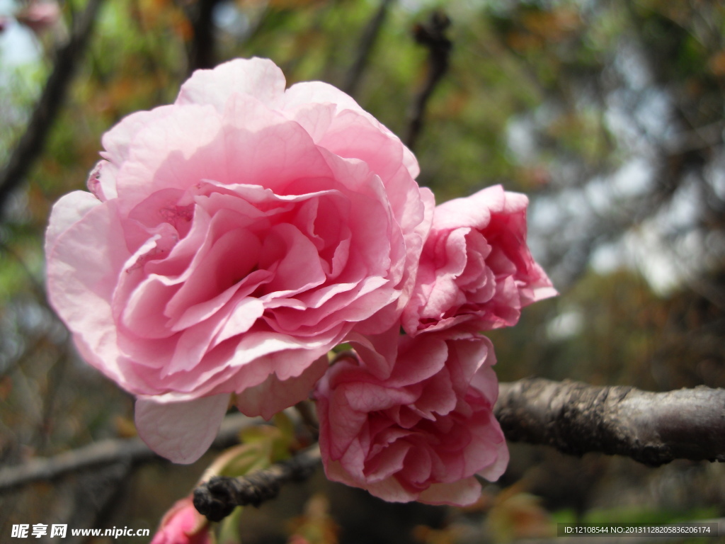 樱花