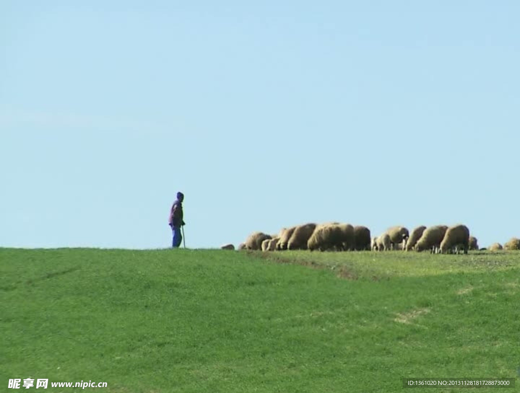 草原牧羊视频素材