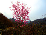 初春 桃花开
