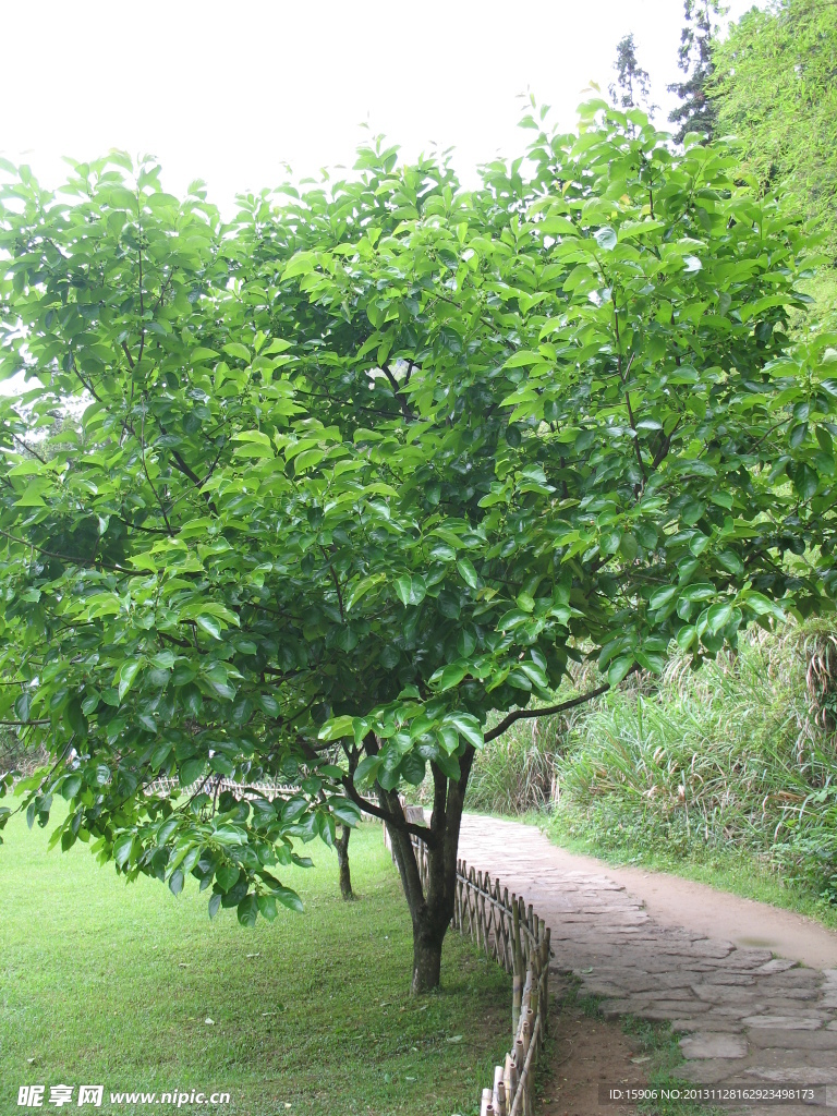 果树