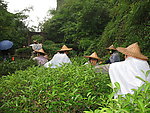 武夷山