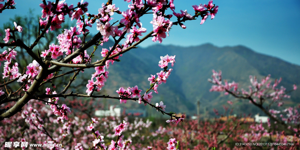 花草