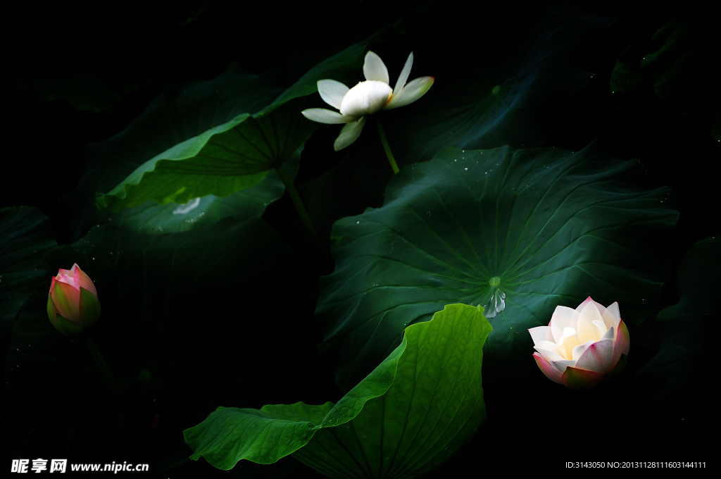 荷花