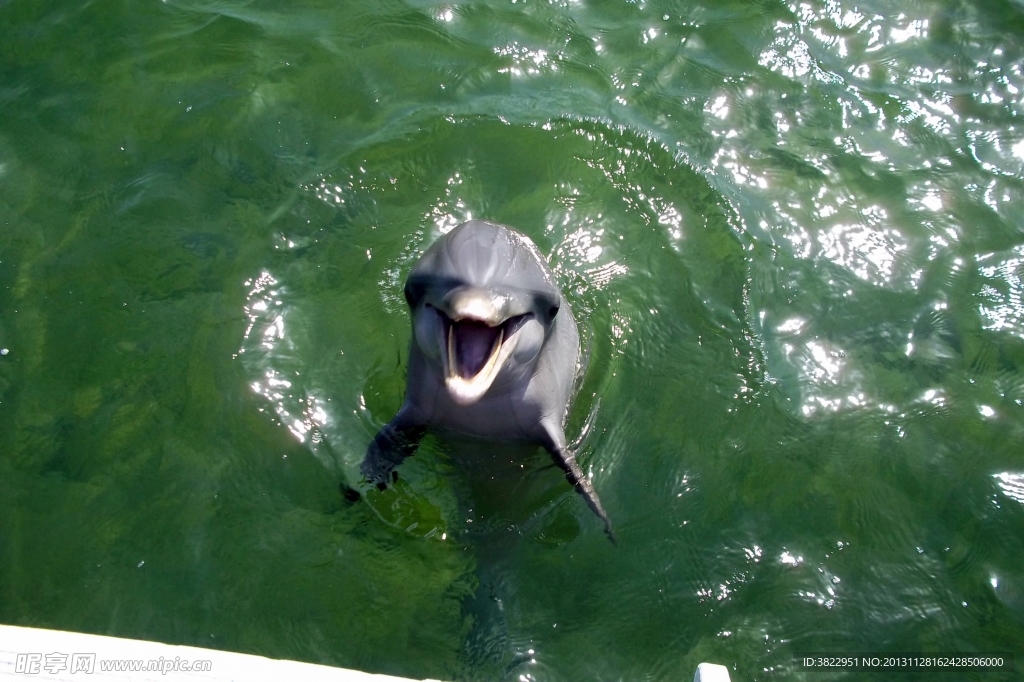 海豚