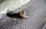 小猫