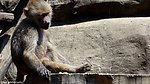 猴子