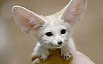 狸花猫