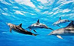 海豚