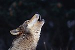 野狼
