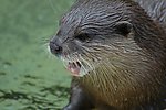 水獭
