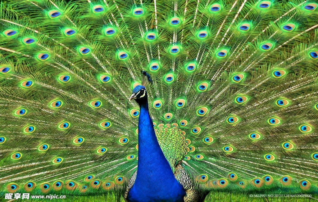 孔雀