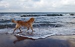 导盲犬
