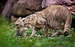 山猫