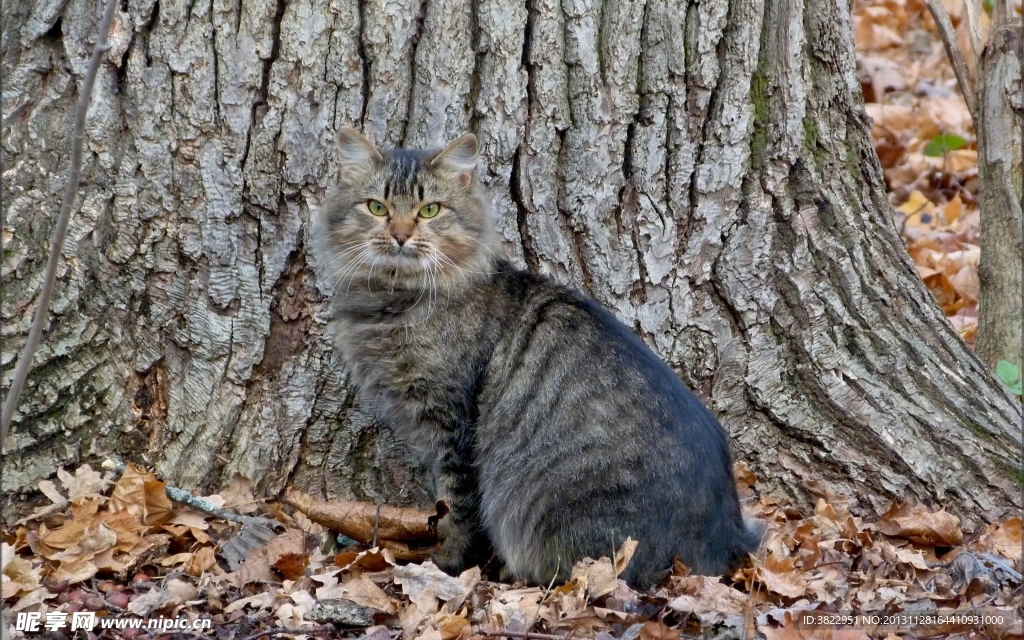 野猫