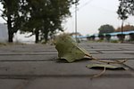 树叶