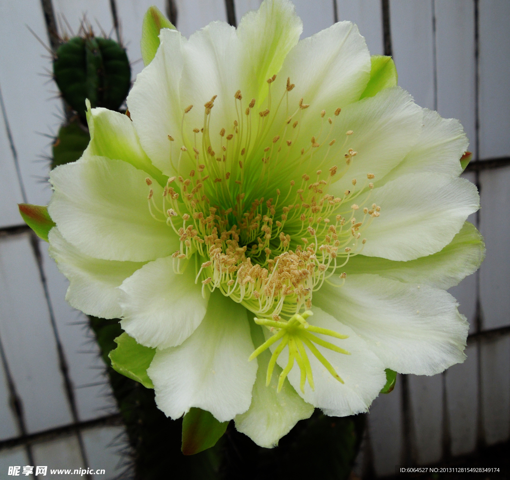 仙人掌花