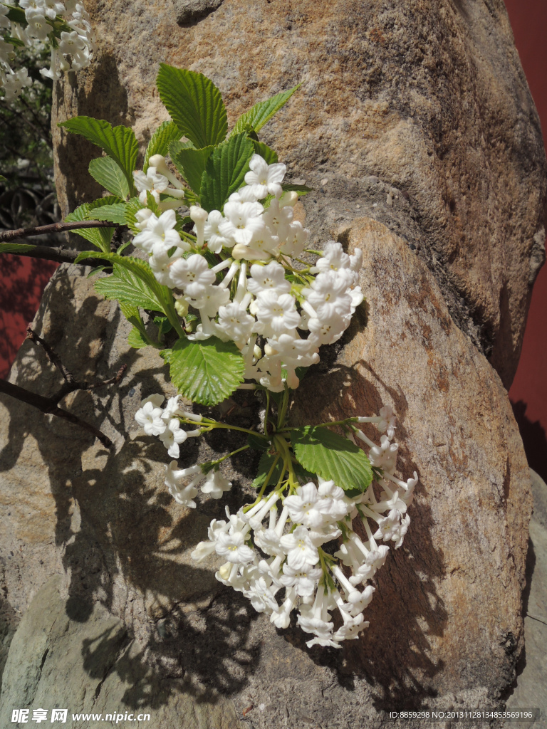 丁香花