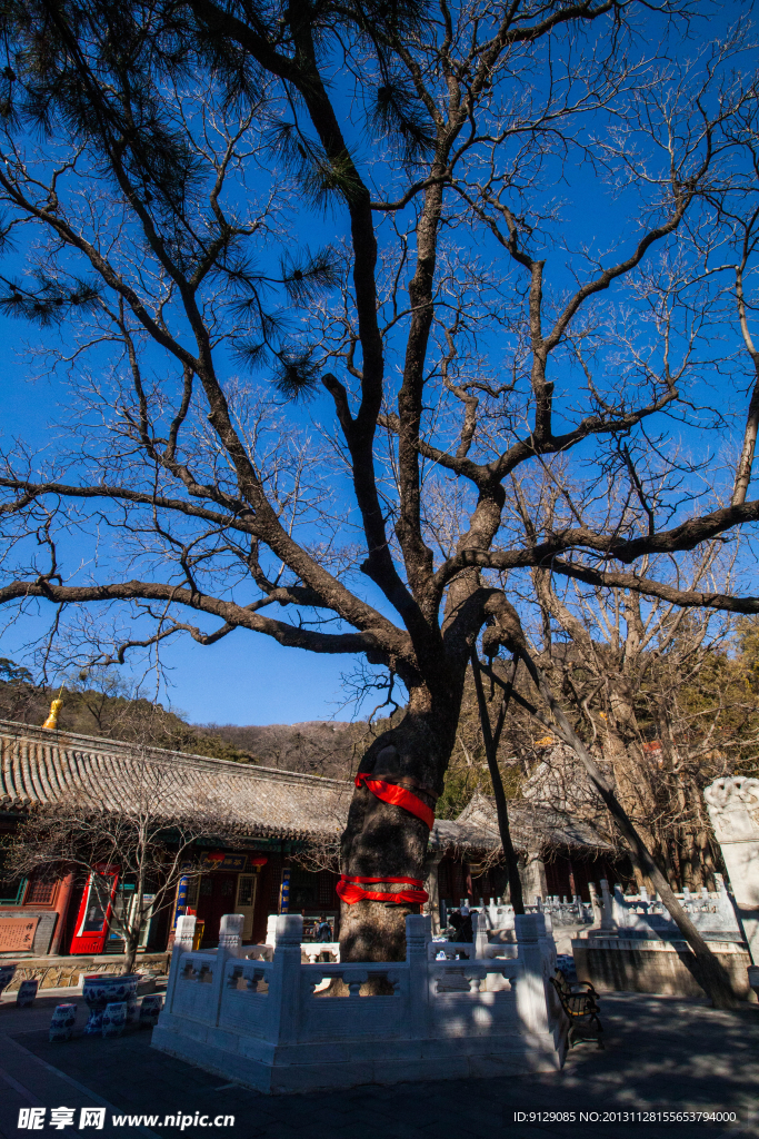 北京潭柘寺