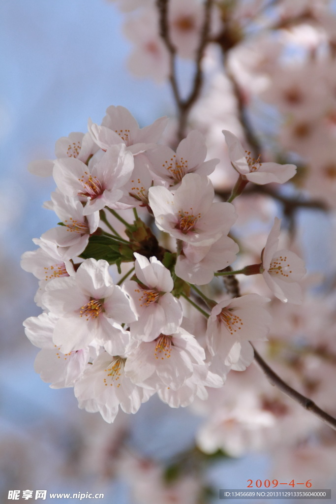 樱花