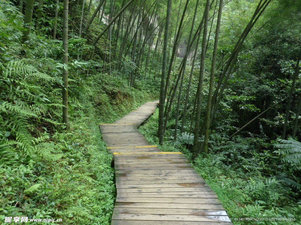 竹林小路