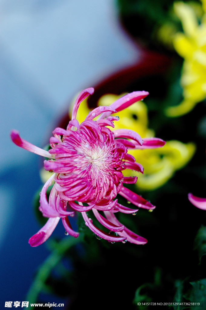 菊花展图片