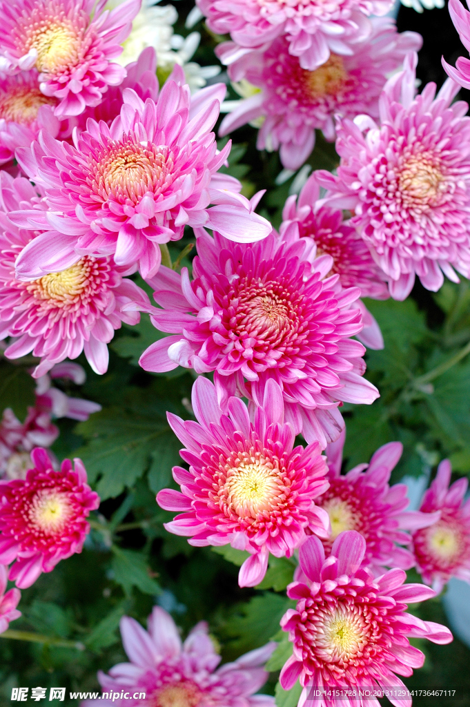 菊花展图片