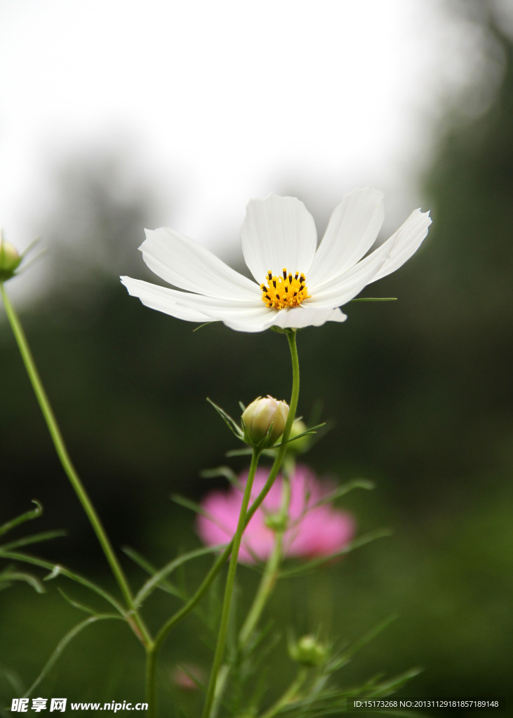 格桑花