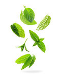 绿叶草药