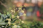花蕾