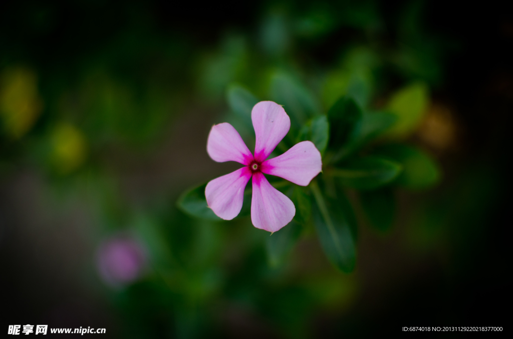 花草 独枝花