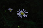 野花