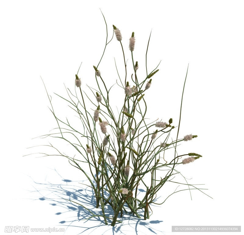 植物模型 草模型