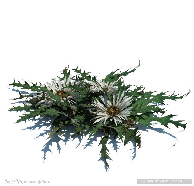 植物模型 草模型
