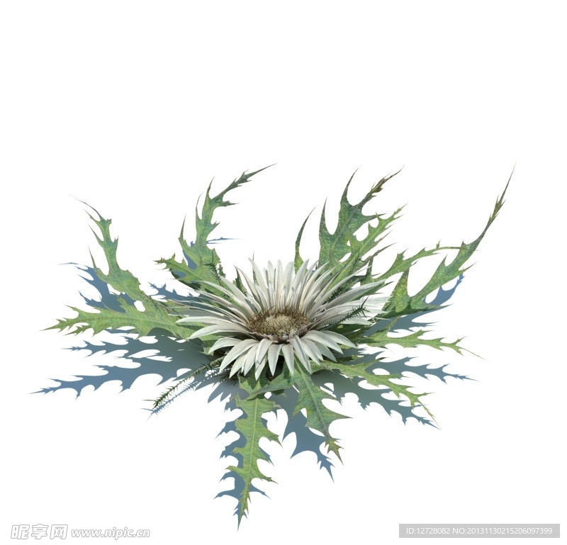 植物模型 草模型