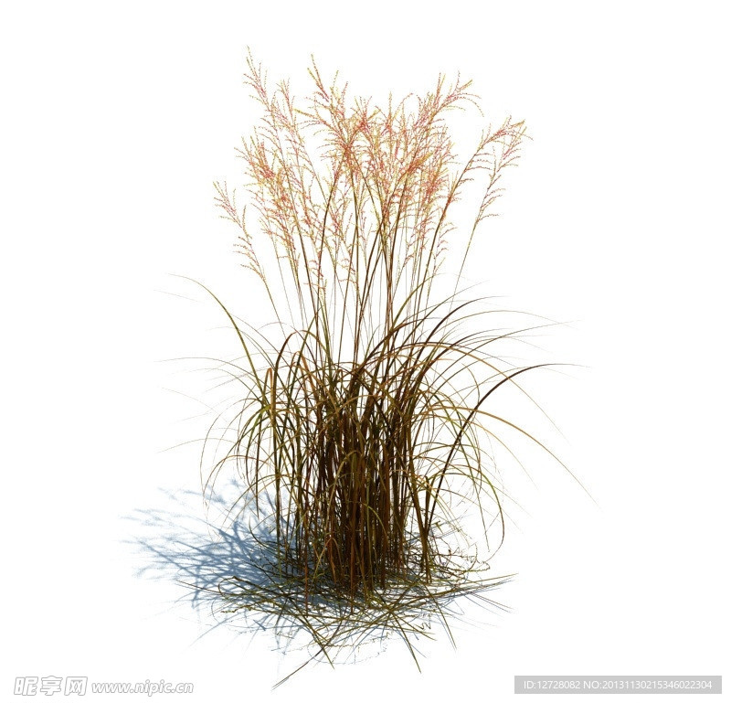 植物模型 草模型