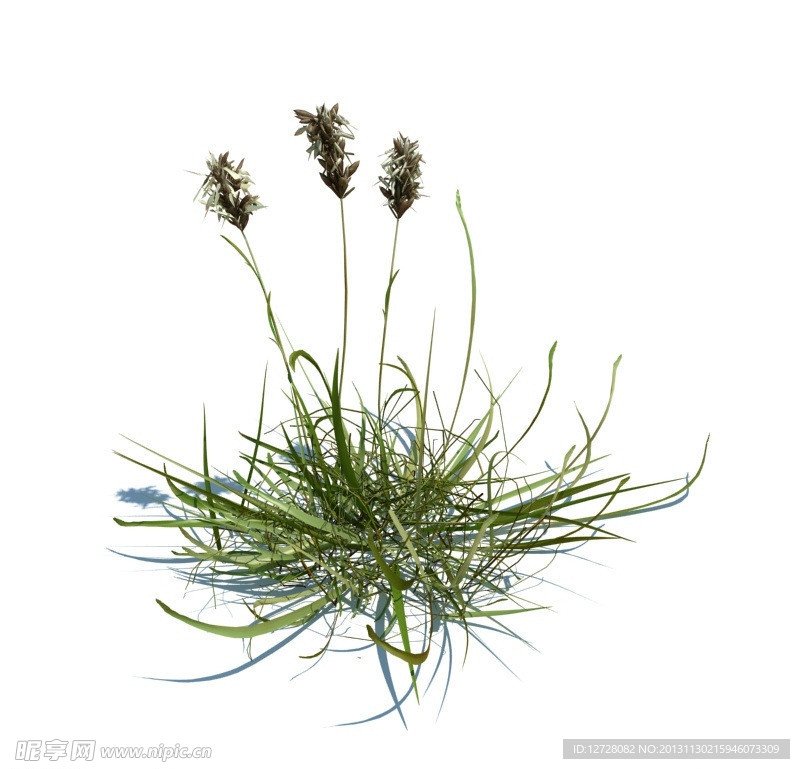 植物模型 草模型