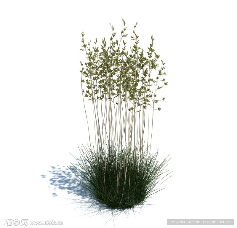植物模型 草模型