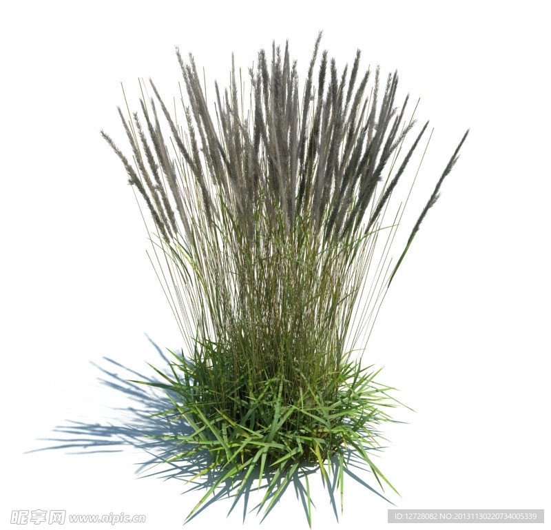 植物模型 草模型