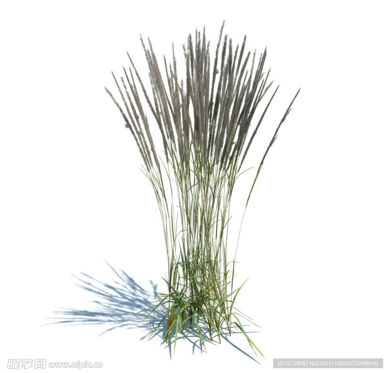 植物模型 草模型