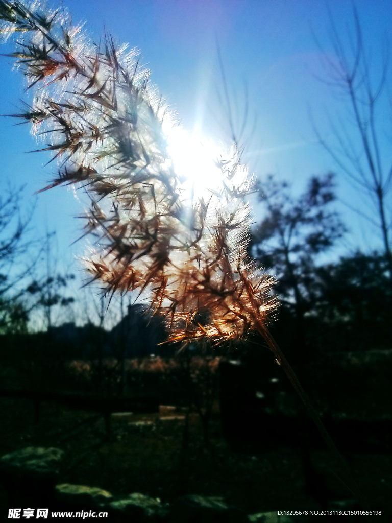 芦苇
